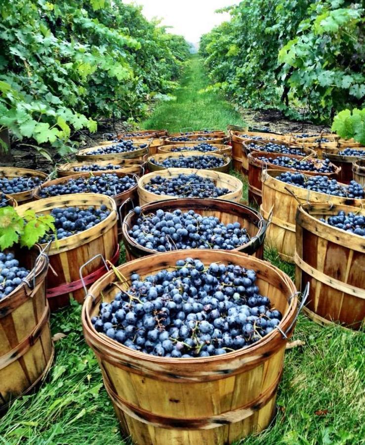 Hotel Tela & Mareli Winery Телави Экстерьер фото